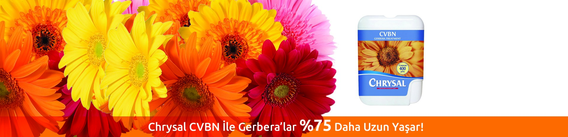 Chrysal CVBN Gerbera Treatment